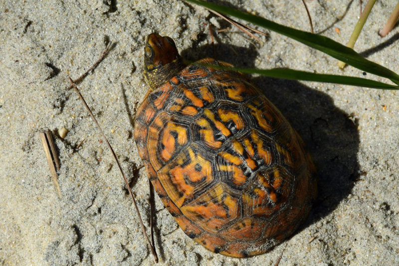 05-17 Juvenile Common box turtle 3533