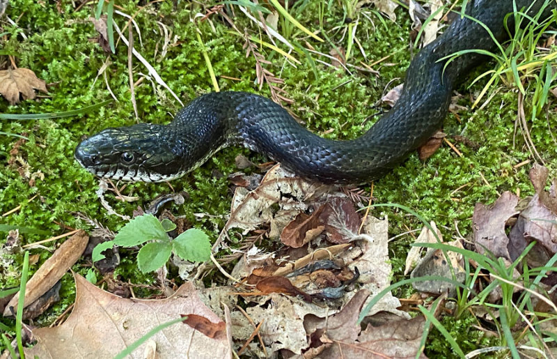 06-01 Black rat snake i0129
