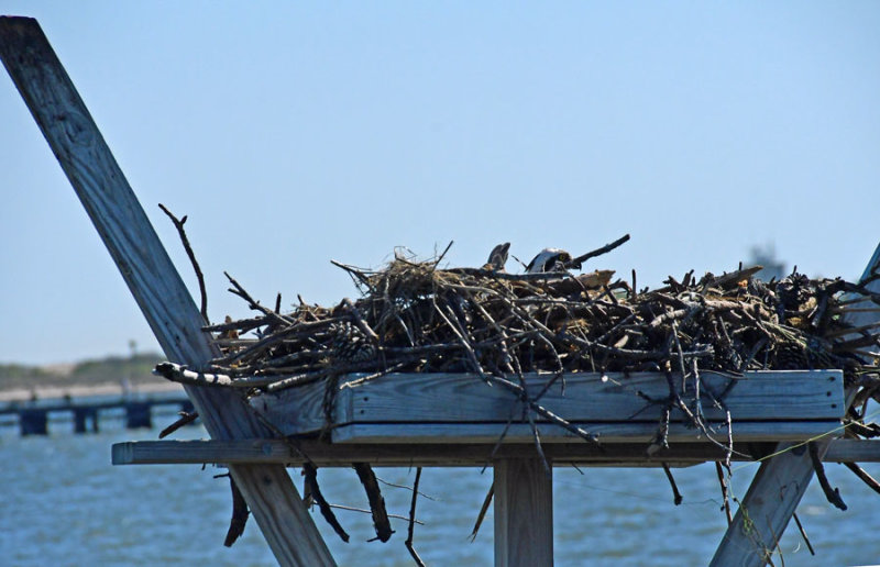 05-17 Female osprey on the nest 3536