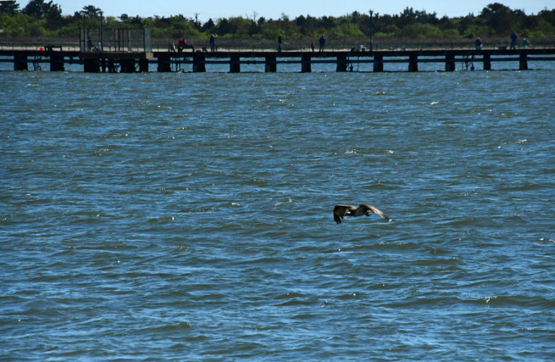 05-17 Male osprey guarding nest 3551