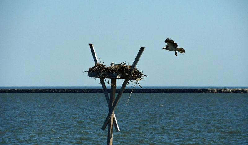 05-17 Male osprey - In for a landing 3552