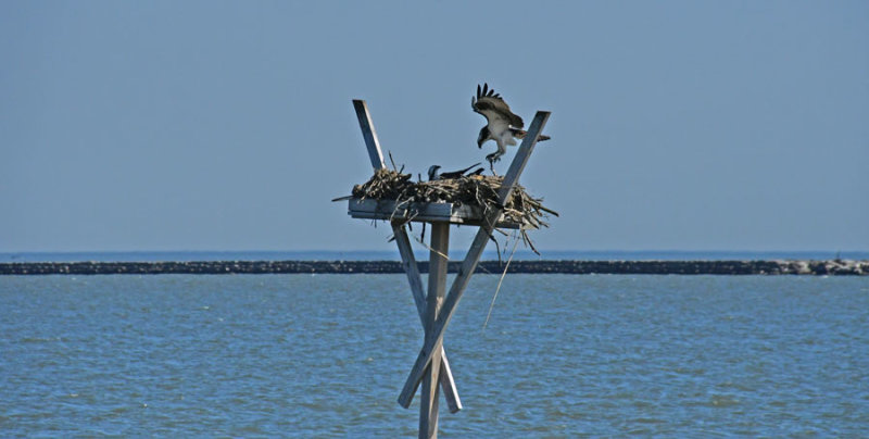 05-17 Male osprey landing on nest 3554