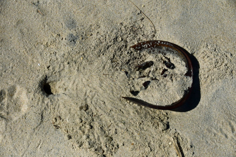 05-17 Dead horseshooe crab and Atlantic ghost crab burrow 3581