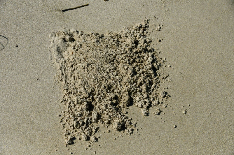 05-17 Atlantic ghost crab burrow 3587