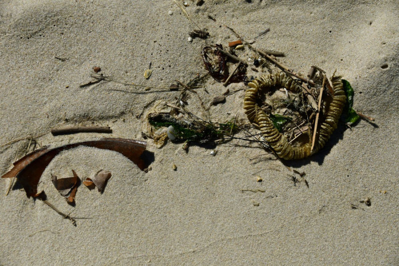 05-17 Broken horseshoe crab and welk egg case 3588