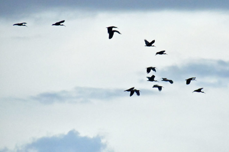 Black ibises - India-2-0791cr