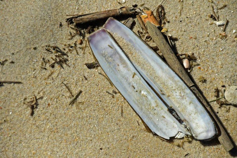 05-17 Atlantic jackknife clam shell 3623