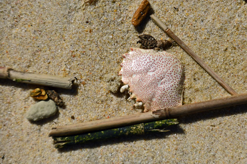 05-17 Lady crab carapace 3625
