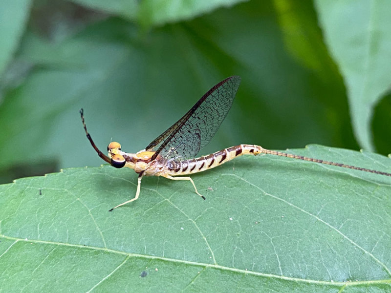 Mayflies, fishflies, shadflies - The Ephemeroptera