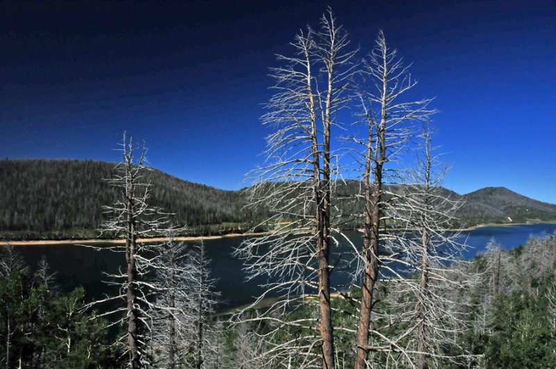 Beetle-killed trees - On the road to Bryce Canyon - Utah15-8841