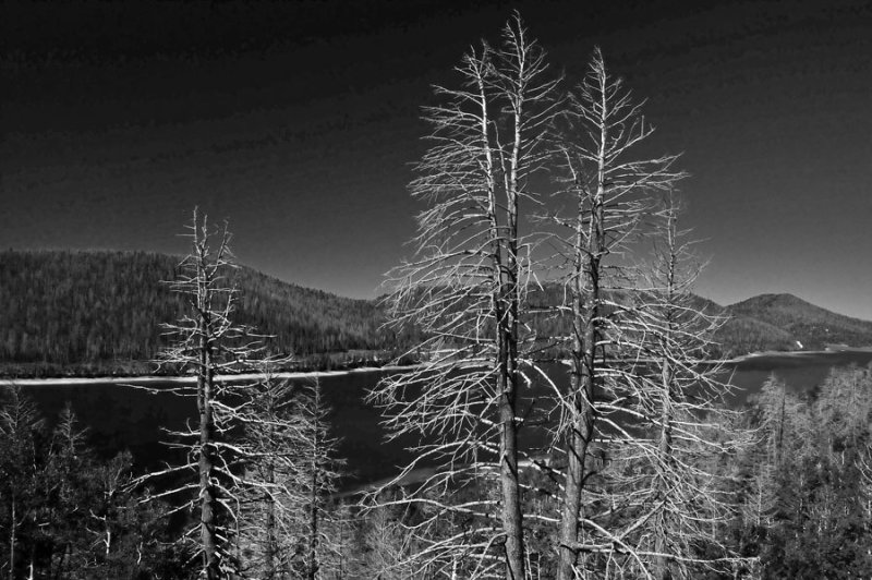 Beetle-killed trees - On the road to Bryce Canyon - Utah15-8841bw