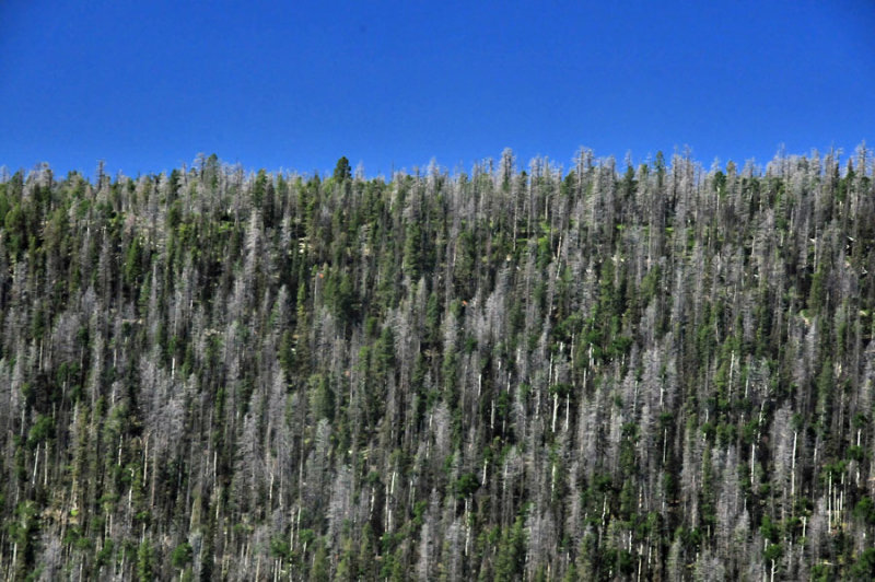 Beetle-killed trees - On the road to Bryce Canyon - Utah15-8842