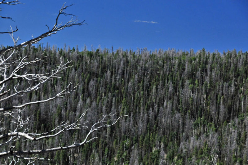 Beetle-killed trees - On the road to Bryce Canyon - Utah15-8843