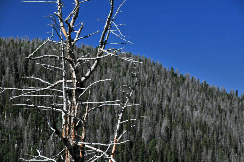 Beetle-killed trees - On the road to Bryce Canyon - Utah15-8844