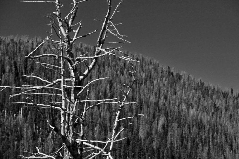 Beetle-killed trees - On the road to Bryce Canyon - Utah15-8844bw