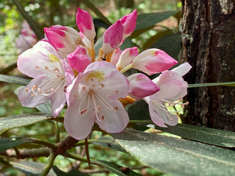 06-26 Rhododendron i1221