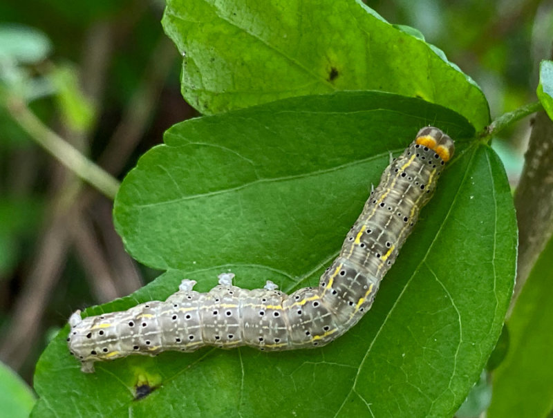 09-06 Hibiscus-leaf Caterpillar - Rusicada privata i3039