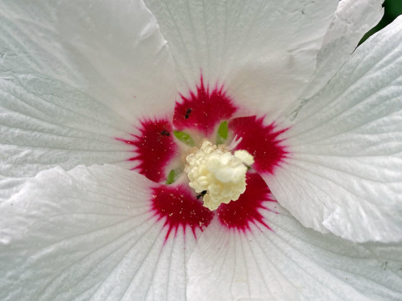 09-06 Hibiscus i3046