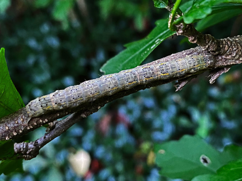 09 06 Hibiscus-leaf Caterpillar - Rusicada privata i3035