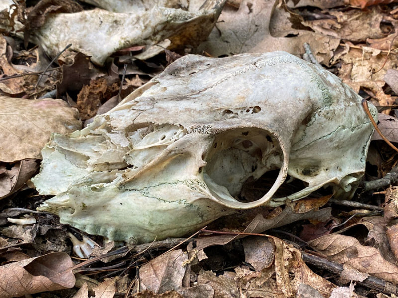 22-09-10 White-tail deer skull i3174
