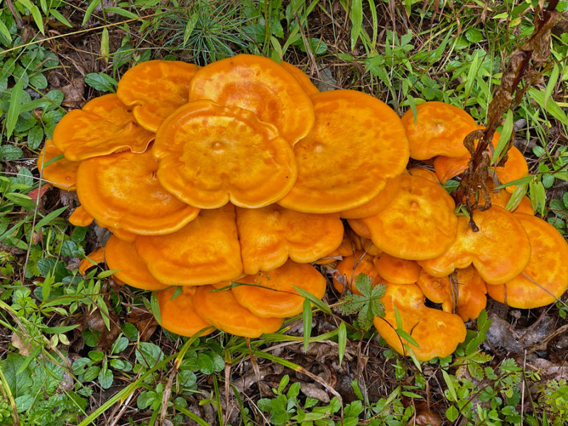 09-12 Jack-o'-Lantern mushrooms - Omphalotus illudens (formerly O. olearius) i3340