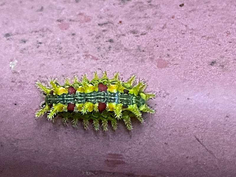 09-09 Spiny oak slug caterpillar i3139cr