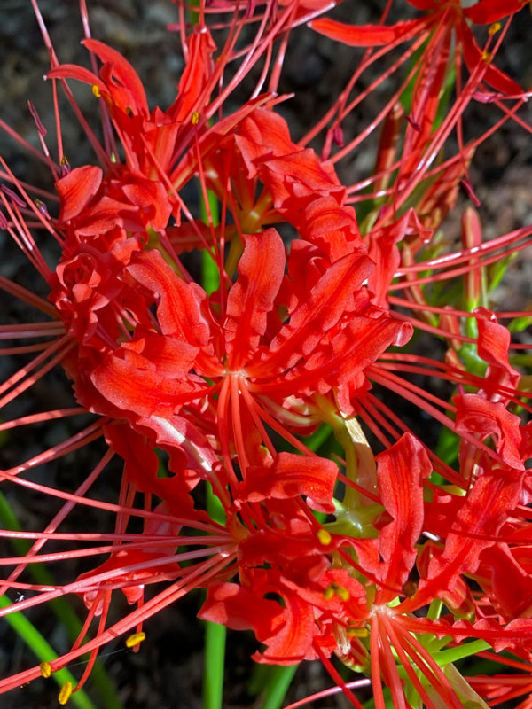 09-18 Red spider lily i3529