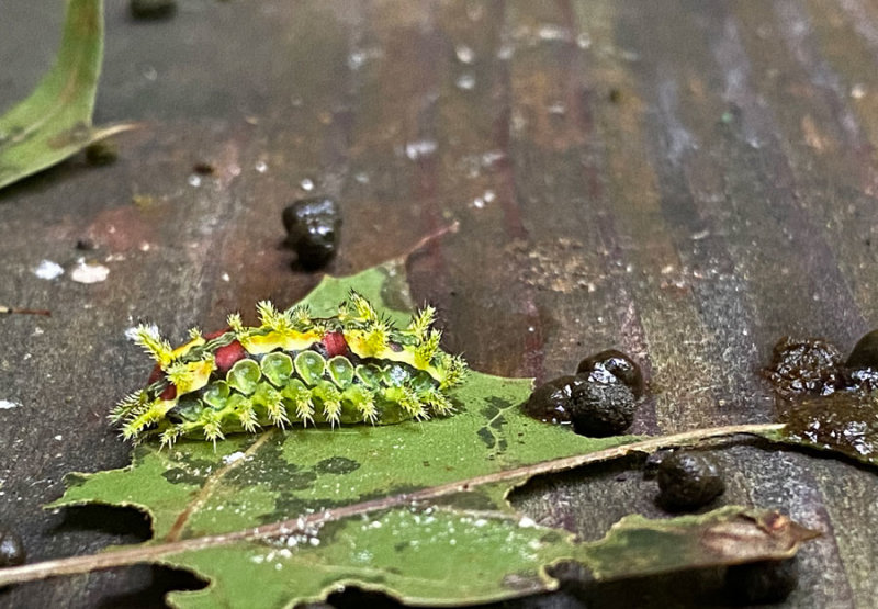 09-12 Spiny oak slug caterpillar i3338