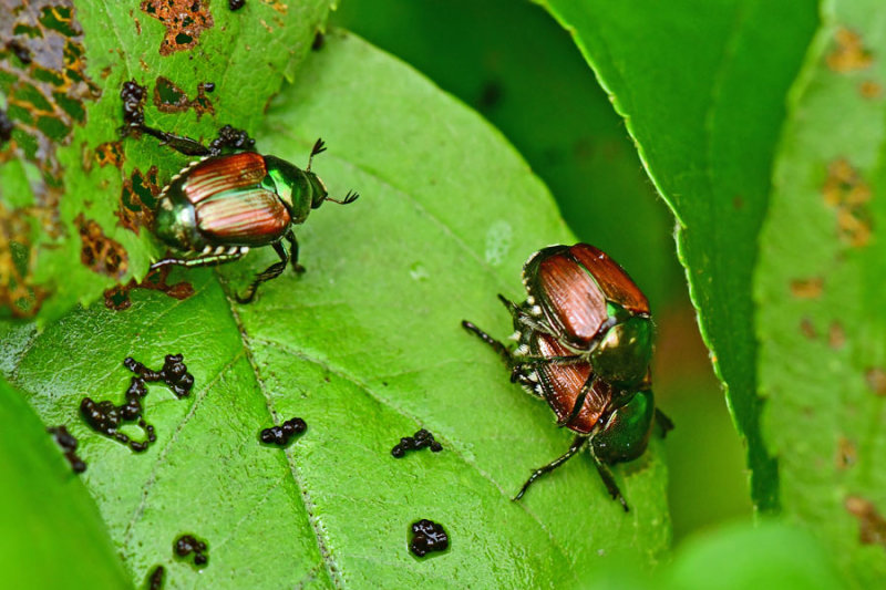 06-27 Japanese beetles 1464hcr