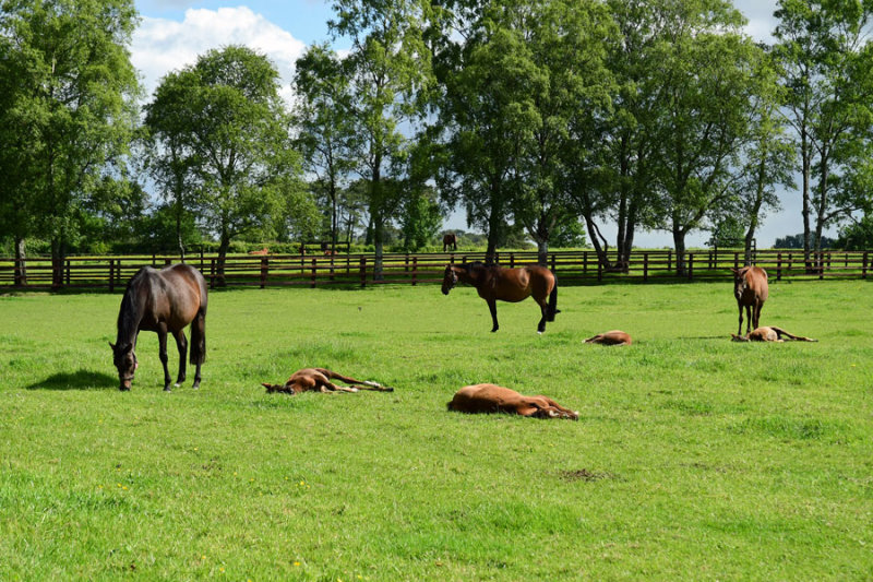06-08 Irish National Stud & Gardens 4386