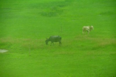 Grazing in the green of the Monsoon rains - India 1 8274