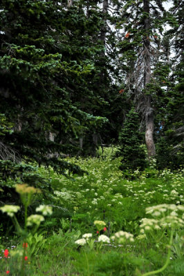 Cedar Breaks alcove in the trees - Utah15 7373