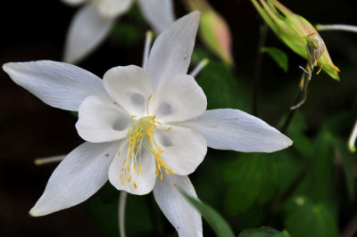 Colorado columbine - Utah15 7426