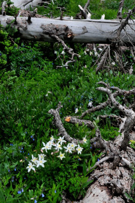 Colorado columbine - Utah15 7429b2