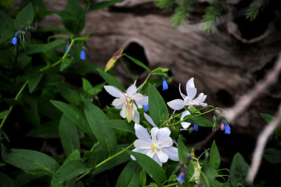 Colorado columbine and Markagunt penstemon - Utah15 7441