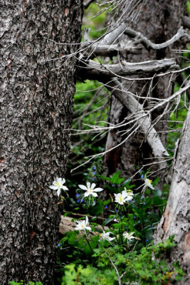 Colorado columbine - Utah15 7447b2