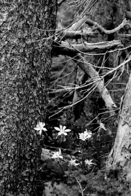 Colorado columbine - Utah15 7447b2bw