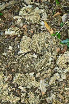 31 Yellowjacket nest 0857