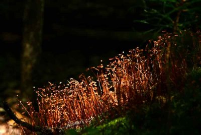05 Moss sporophytes 0906