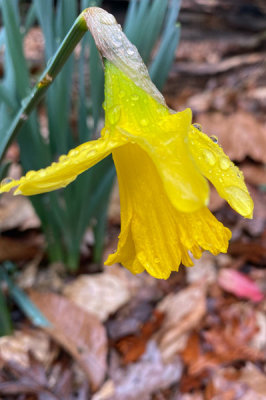02-18 Daffodil i3423