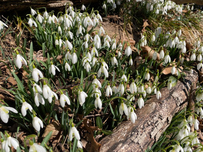 03-01 Snow drops i3523