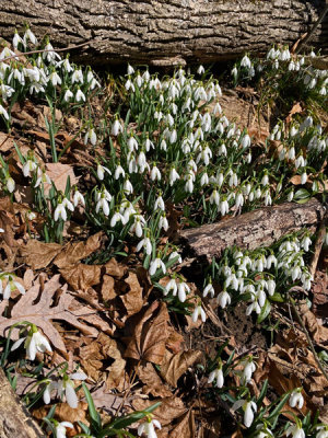 03-01 Snow drops i3531