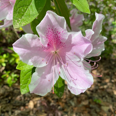 George L. Tabor azalea i3994