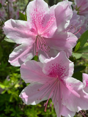 George Tabor azalea i3997