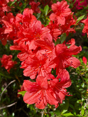 Azalea i3986