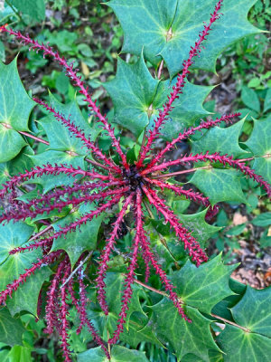 26 Residual Mahonia flower stalks i4318