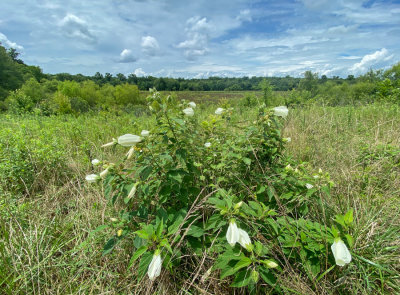 07-19 Marsh mallows i5089