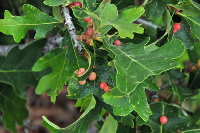Cynipid wasp galls on Gambel oak - Utah15-8080