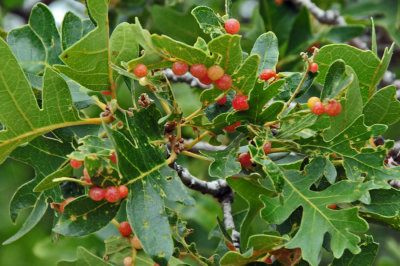 Cynipid wasp galls on Gambel oak - Utah15-8085