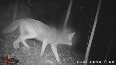12-30 Coyote? Gray fox? - WGI_0257